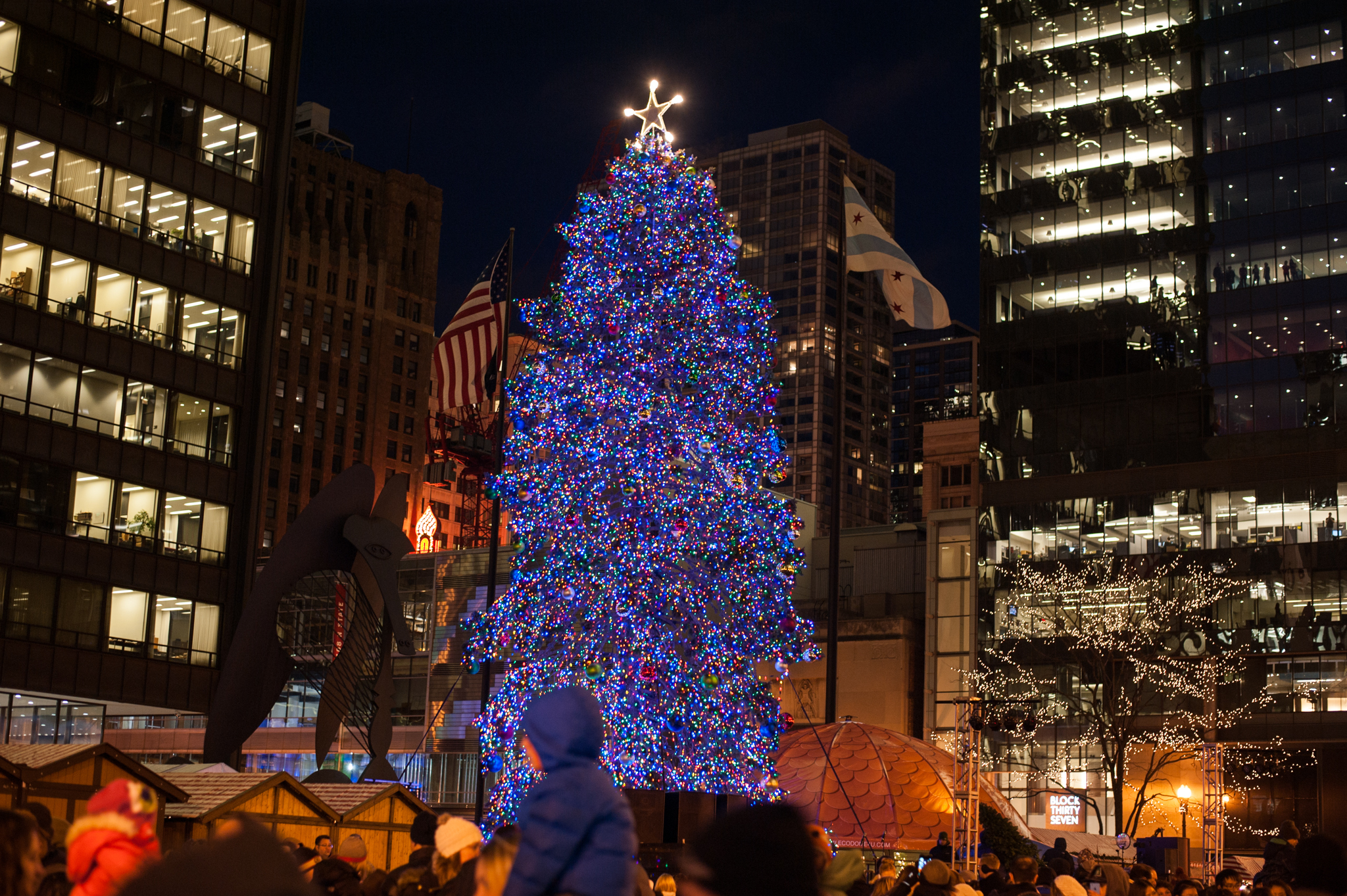 The Christmas Tree in Daley Plaza at night.