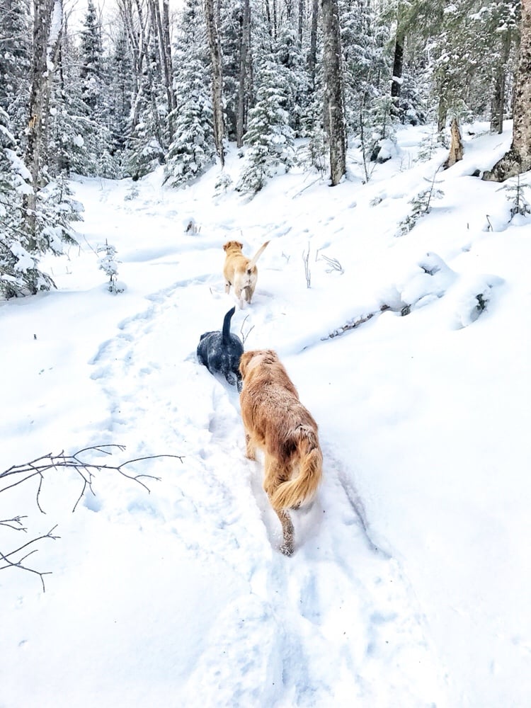 Three dogs walking through the snowy woods in a line.