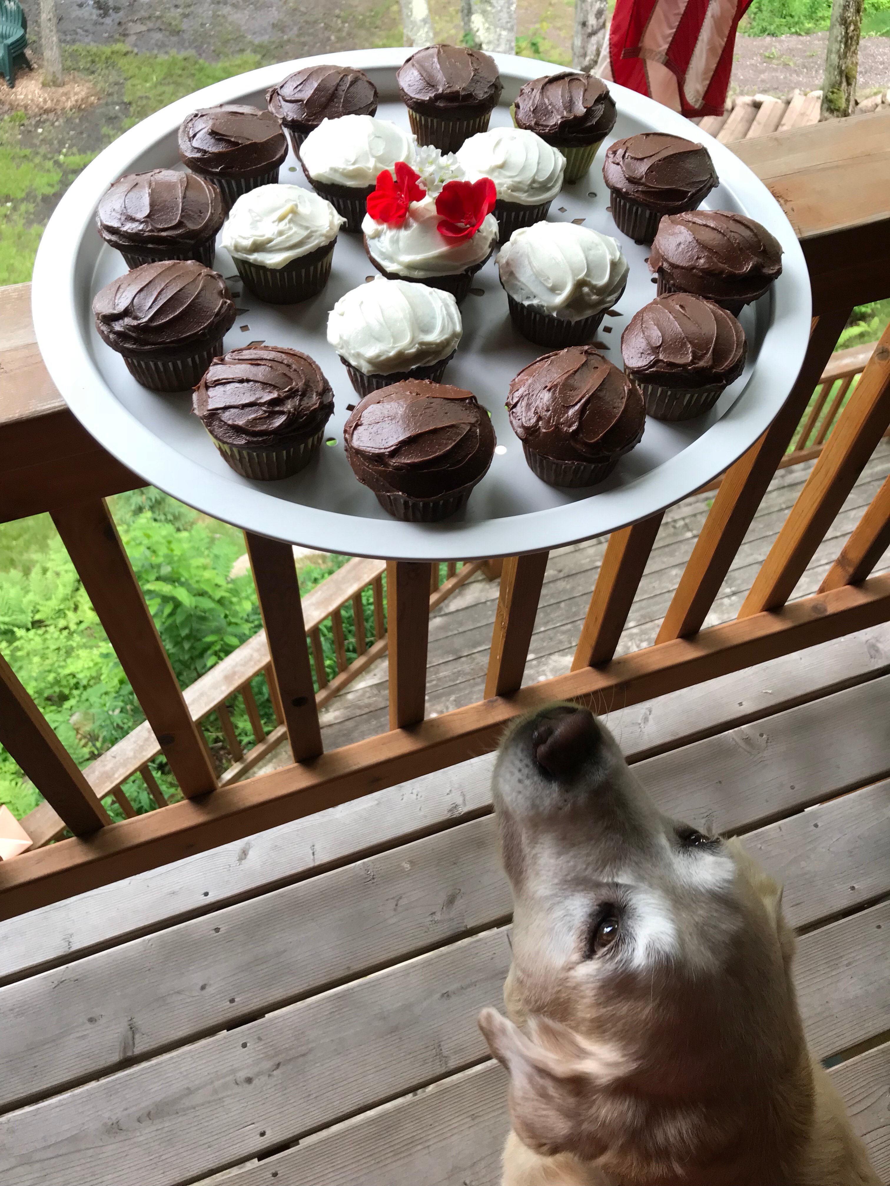 A dog looking up at a platter of frosted cupcakes on a platter balancing on a wooden railing outside on a porch.
