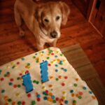 A cake with two "one" candles on it being held above a golden retriever.