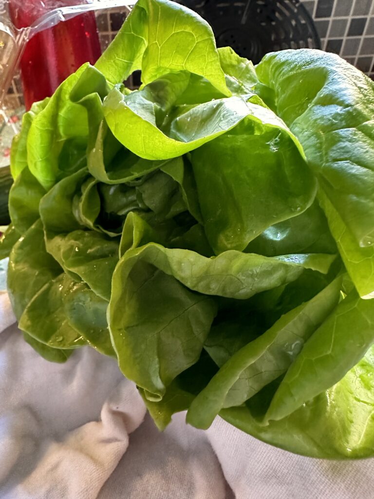 A head of butter lettuce