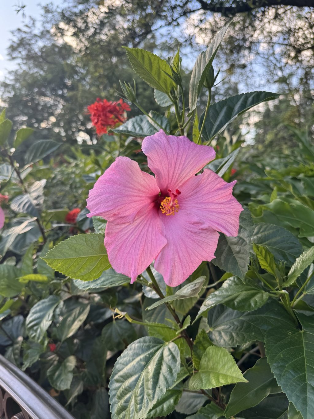 A pink flower