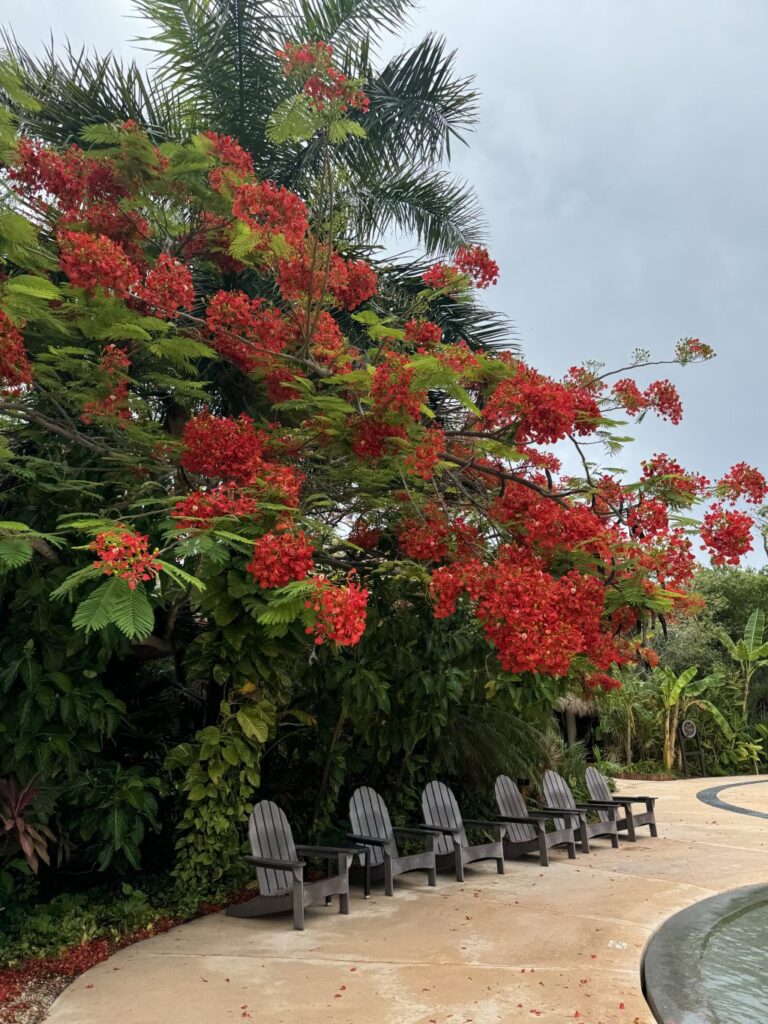 A tropical plant with red flowers over a row of wooden chairs by the side of the pool.