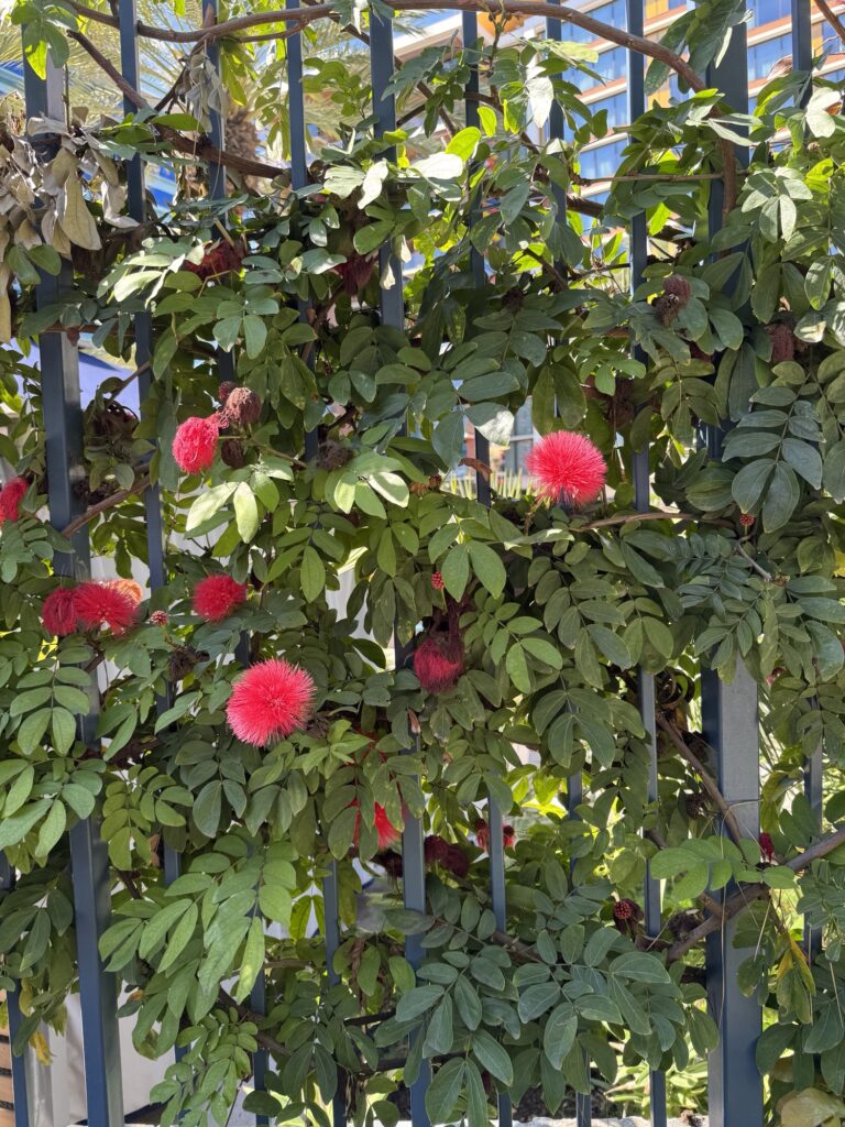 Red flowers